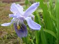 Decorated Iris